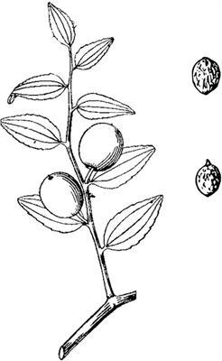 Phytochemical, pharmacological, pharmacokinetic and toxicological characteristics of Ziziphi Spinosae Semen: a review